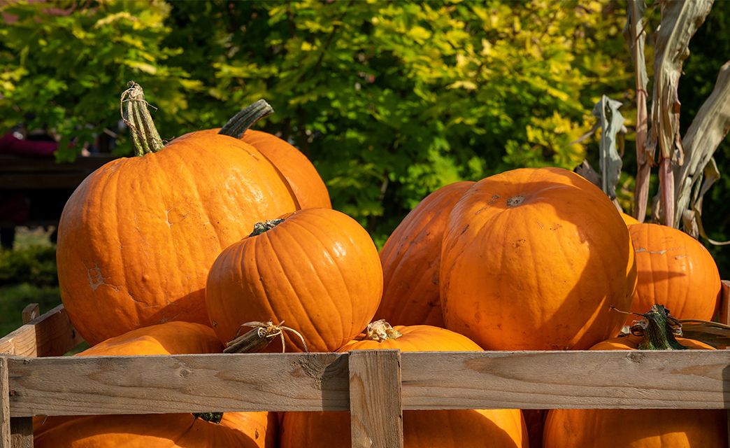 Halloween Events and Witchy Places in Devon